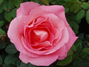 LOVELY LADY (hybrid tea)